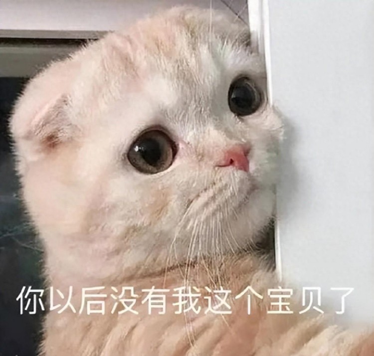 猫咪最想告诉你的几件事，真心透露，很多铲屎官都不知道