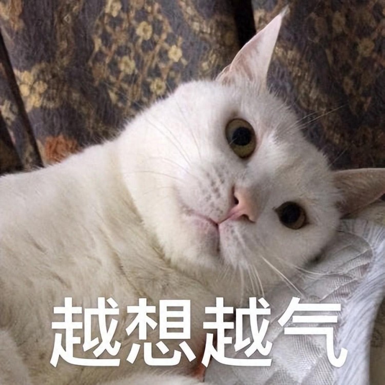 惯猫如杀猫！被宠坏的猫都有这些恶习