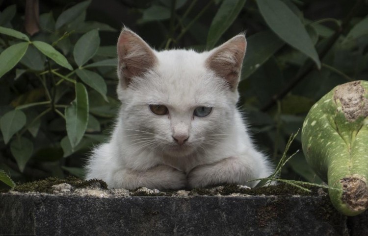 流浪猫闯进家里，打劫猫粮，猫：若非饿急，我不会如此无礼