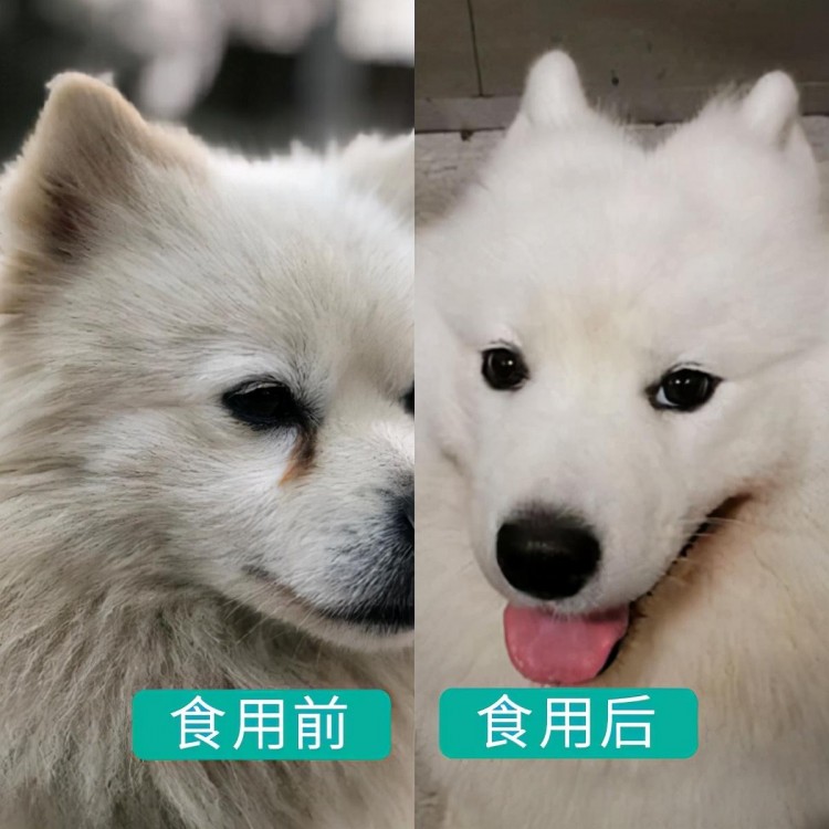 萨摩耶犬有泪痕怎么办