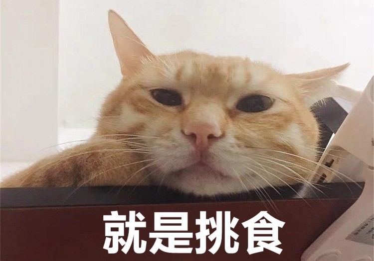 辟谣猫咪软便可以通过混吃猫粮解决问题关键在于食物的挑选