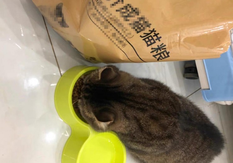 辟谣猫咪软便可以通过混吃猫粮解决问题关键在于食物的挑选