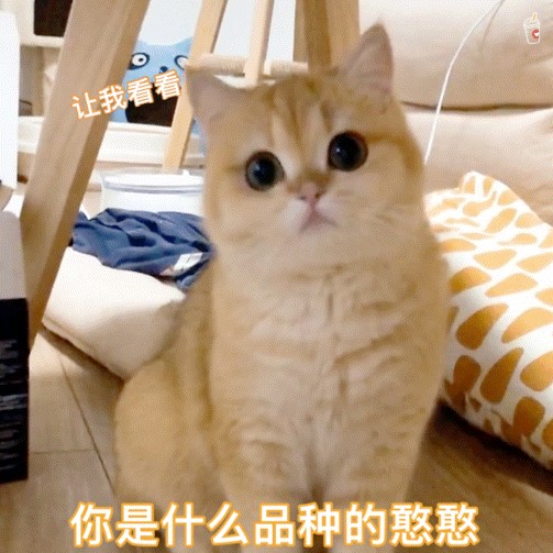 猫挑食太瘦怎么处理，怎么帮它增肥？