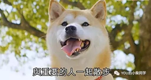 柴犬过冬注意事项！养柴犬的家长注意了