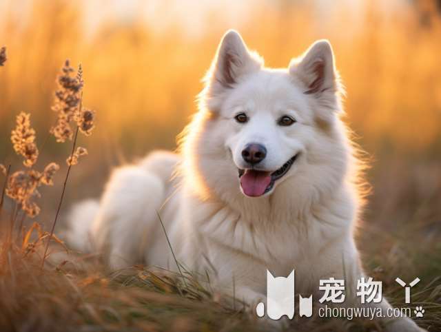 比熊犬寿命究竟有多长？