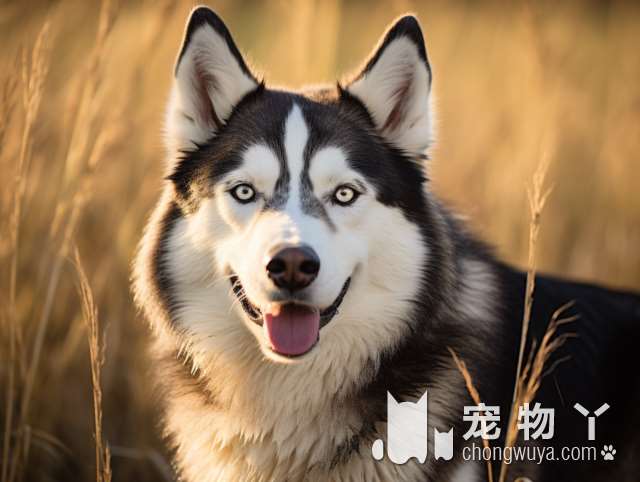 如何让狗狗远离，让宠主闻风丧胆的犬细小？只要做到这5点