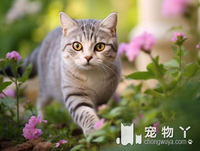 狗吃猫粮没问题？可别害了你家狗哟